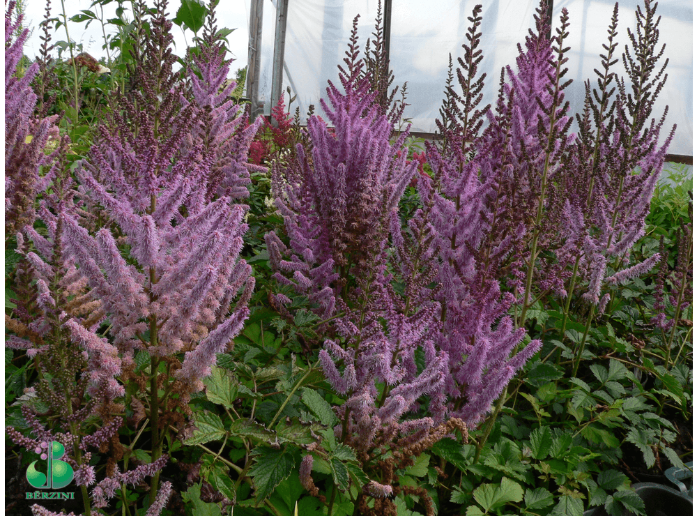 Latvijas St Di Astilbe Chinensis Sp Tsommer Nas Astilbe Irne